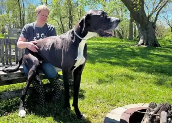 Kevin foi coroado o cão mais alto do mundo – mas tem pavor do aspirador