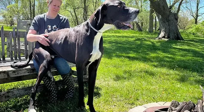 Kevin foi coroado o cão mais alto do mundo – mas tem pavor do aspirador