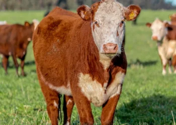 “Futuro promissor: Economía e Mercado Imobiliário segundo Olivia Traven”