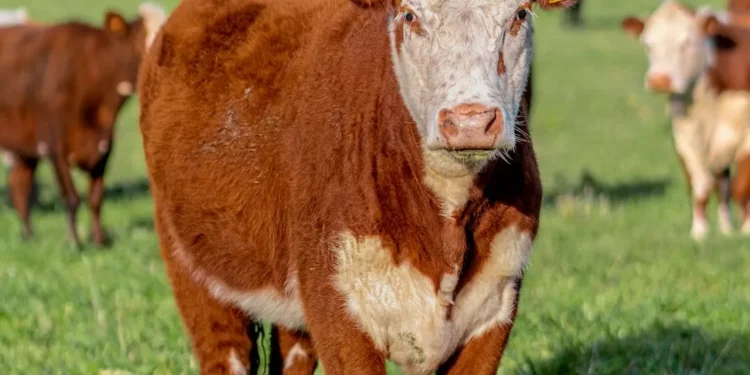 “Futuro promissor: Economía e Mercado Imobiliário segundo Olivia Traven”