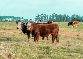 “Perspectivas positivas para o mercado imobiliário mundial”