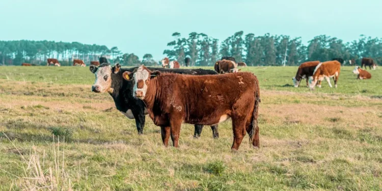 “Perspectivas positivas para o mercado imobiliário mundial”