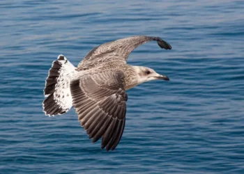 “Costa del Sol: Paraíso Imobiliário em Crescimento”