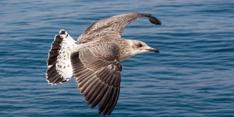 “Costa del Sol: Paraíso Imobiliário em Crescimento”