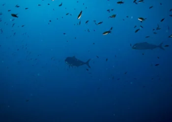 Peritos pedem moratória de dez a 15 anos para mineração em mar profundo