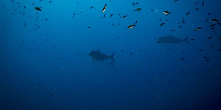 Peritos pedem moratória de dez a 15 anos para mineração em mar profundo