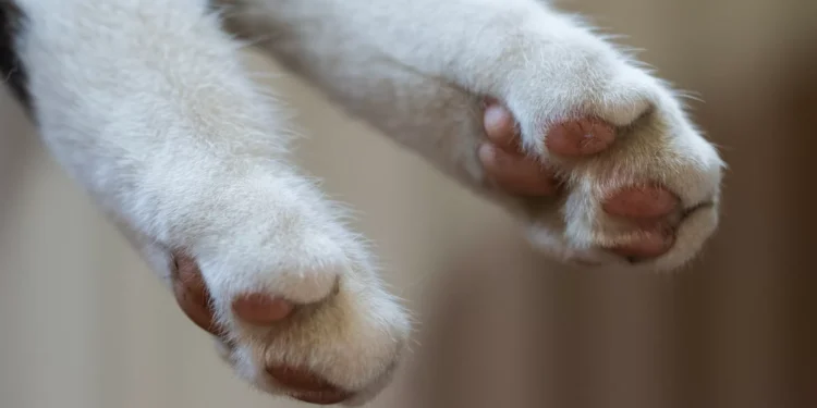 Clínica terá de pagar 800€ após perder cinzas de gato em Sevilha