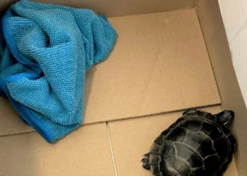 Apanhado com tartaruga nas calças ao passar por segurança aeroportuária