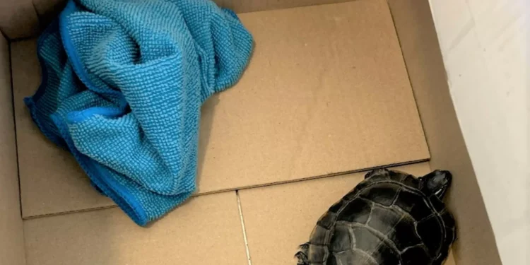 Apanhado com tartaruga nas calças ao passar por segurança aeroportuária