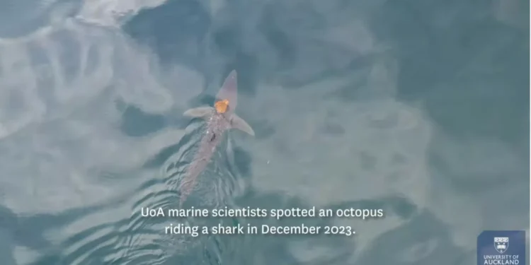 “Maravilhas do oceano”. Polvo apanha boleia de tubarão na Nova Zelândia