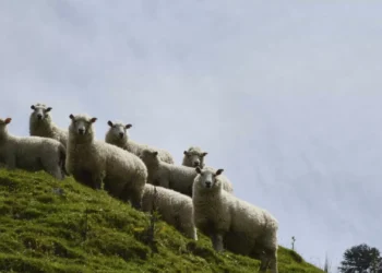 Criadores de ovinos custam a escoar lã mas há “luz ao fundo do túnel”