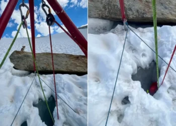 “Herói de 4 patas”. Chihuahua ‘salva’ dono que caiu em fenda de glaciar