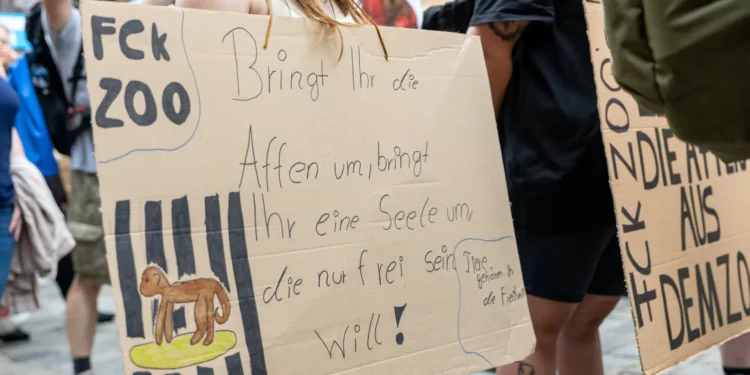 “Ilegal”. Zoo alemão alvo de críticas por abater 12 babuínos saudáveis