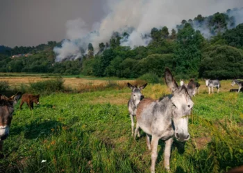 Governo cria mecanismo permanente de apoio a prejuízos dos incêndios