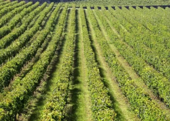 Exportações de vinho recuam 0,48% para 454,2 milhões no 1.º semestre