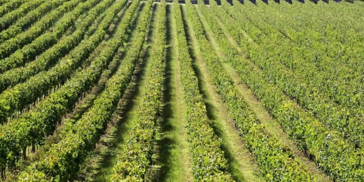 Exportações de vinho recuam 0,48% para 454,2 milhões no 1.º semestre