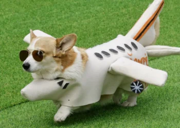 Vilnius acolhe competição internacional de corgis. As (adoráveis) imagens