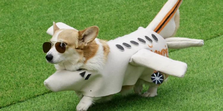 Vilnius acolhe competição internacional de corgis. As (adoráveis) imagens