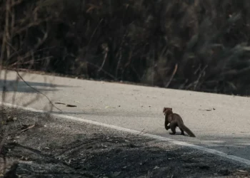 Incendiários com pulseira eletrónica entre maio e outubro, defende PAN