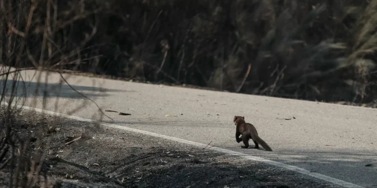 Incendiários com pulseira eletrónica entre maio e outubro, defende PAN