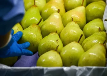 Portugal chega a acordo com a China para a exportação de peras