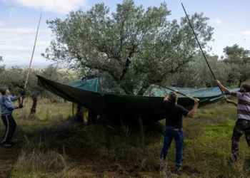 OE2026. Produção de azeite de novo com IVA reduzido de 6%