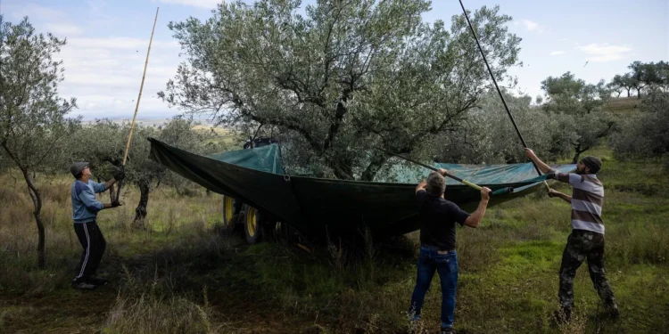 OE2026. Produção de azeite de novo com IVA reduzido de 6%