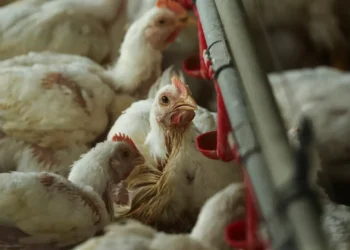 Hong Kong proíbe importação de carne do distrito do Porto devido à gripe aviária