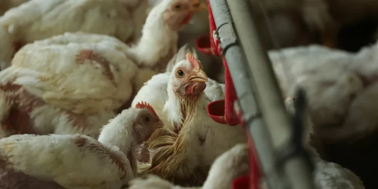 Hong Kong proíbe importação de carne do distrito do Porto devido à gripe aviária