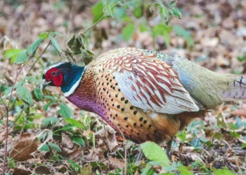 O outro lado do Orçamento: faisão e javali são bens essenciais, mas chocalhos não