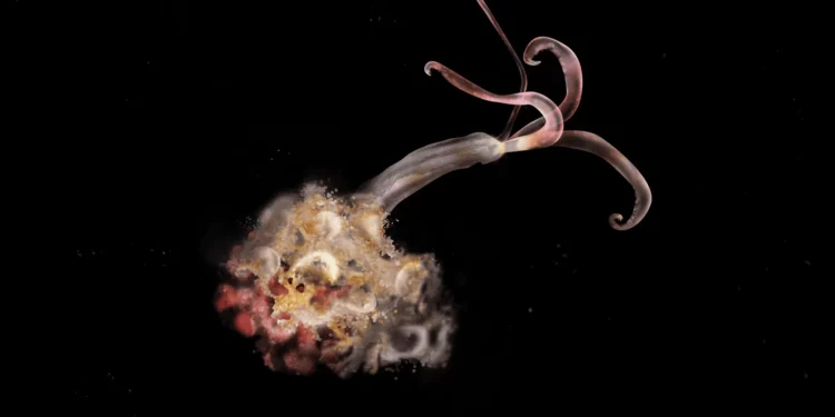 Vermes-zumbi estão sumindo dos oceanos — e isso preocupa cientistas