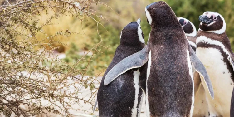 5 animais que já demonstraram comportamento homossexual na natureza