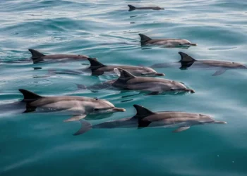 Como os golfinhos dormem no fundo do mar sem risco de afogamento