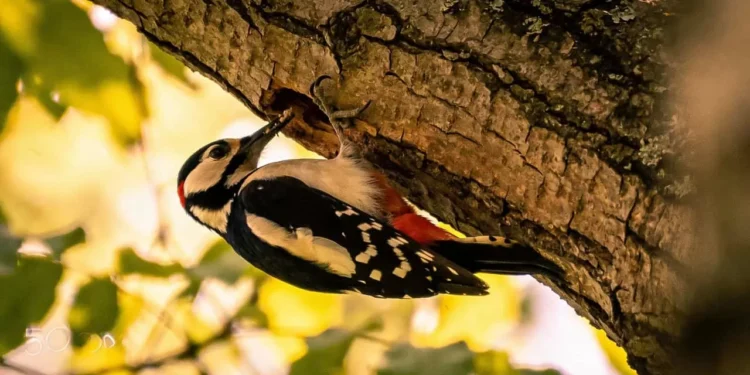Você sabia que o pica-pau tem uma língua gigante que protege o cérebro durante as batidas?