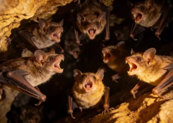 O dialeto dos morcegos que prova que eles conversam em sotaques diferentes dependendo da região