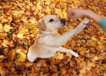 6 dicas da ciência para seu cachorro viver mais