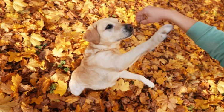 6 dicas da ciência para seu cachorro viver mais